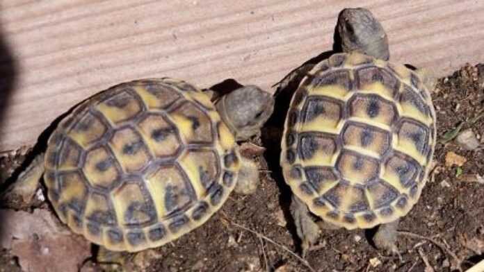 arton51423 Tortues