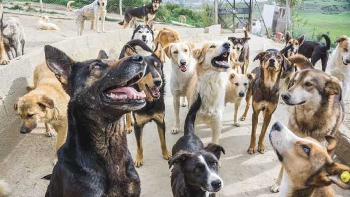 Chiens errants Chiens errants