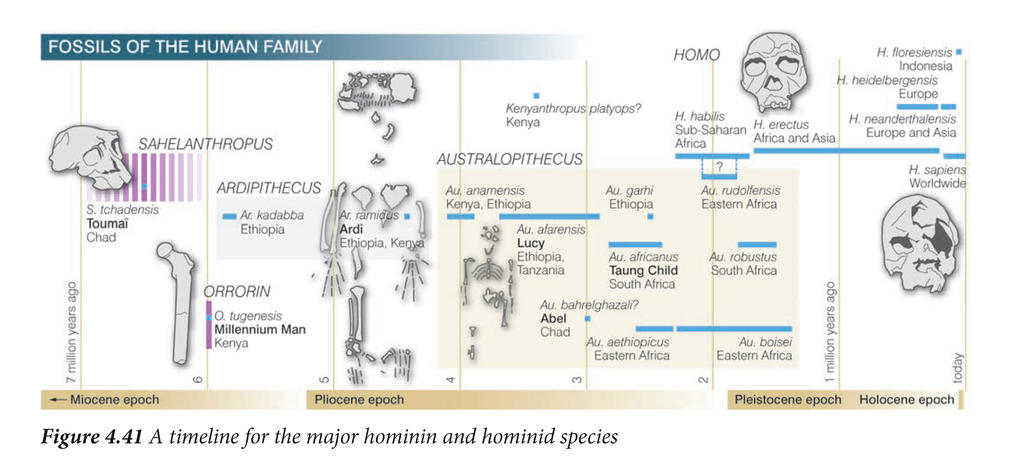 Les fossiles marquants de l’évolution humaine, présentés dans le manuel de biologie du grade 12 (terminale) du ministère de l’Éducation éthiopien. La multiplicité des espèces après 4 Ma a conduit à réduire significativement la taille de Lucy par rapport aux fossiles anciens et plus récents. 