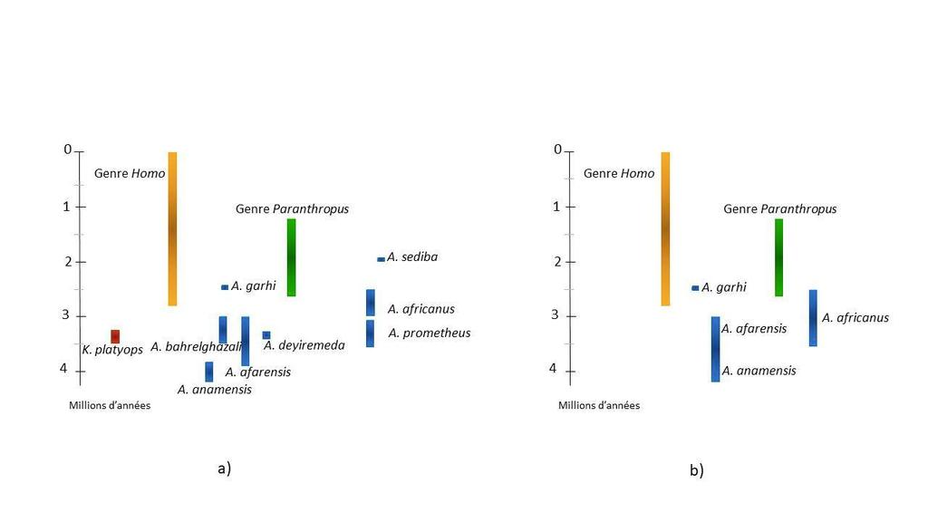Deux interprétations alternativesde la diversité des australopithèques : a) espèces faiblement variables, plus grande diversité ; b) espèces trèsvariables, diversité minimale. Dans les deux cas, l’origine du genre Homo a été attribuée à différentes espècesd’australopithèques suivant différents auteurs. 