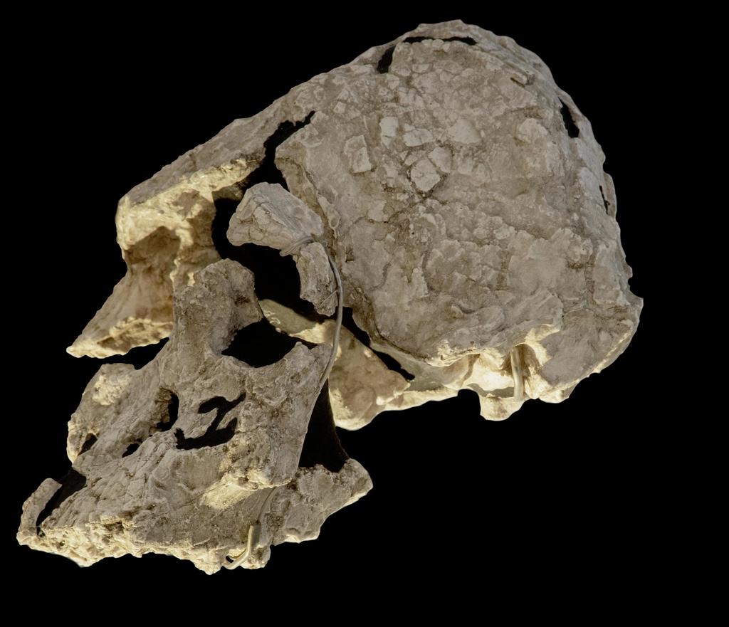 Crâne de Kenyanthropus platyops (moulage).