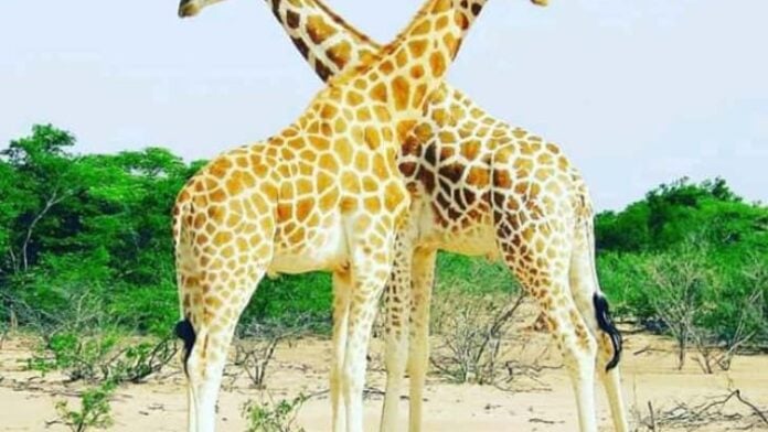 Girafe Parc W Niger Girafe Parc W Niger