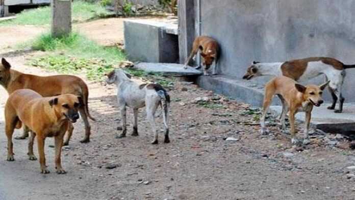 chiens_errants Des chiens errants