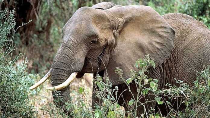 Eléphant Eléphant