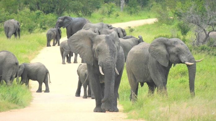 elephants Un groupe d'éléphants