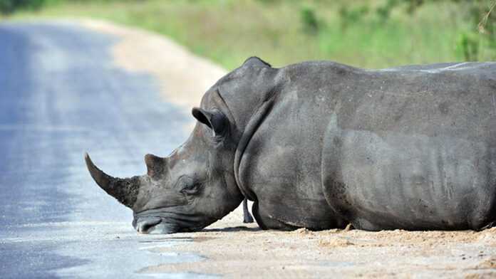 Un rhinocéros couché sur le sol Un rhinocéros couché sur le sol