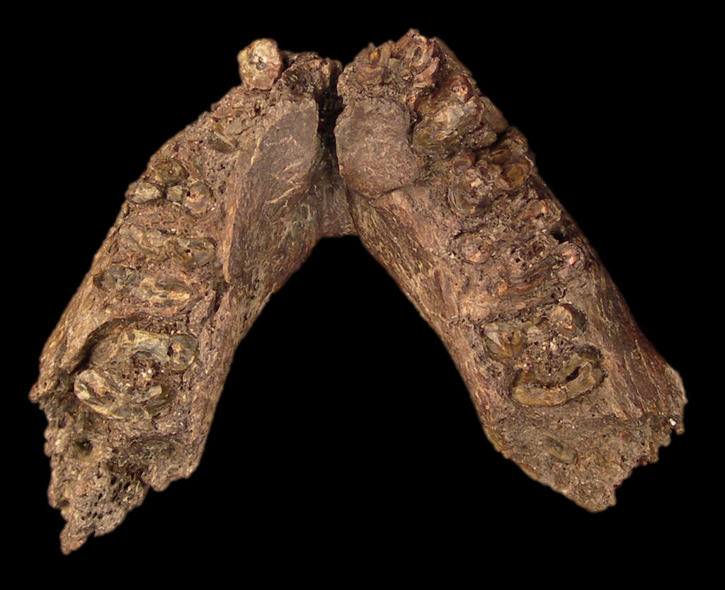 Vue occlusale d’OMO 18-1967-18, spécimen type de Paranthropus aethiopicus (Arambourg & Coppens, 1968). Cette mandibule montre des branches horizontales particulièrement épaisses, typiques des paranthropes.