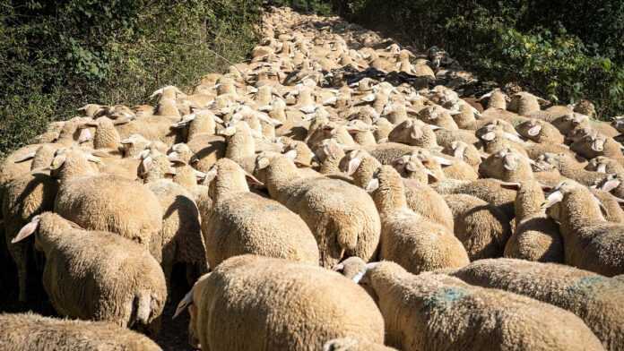 Un troupeau de moutons Un troupeau de moutons