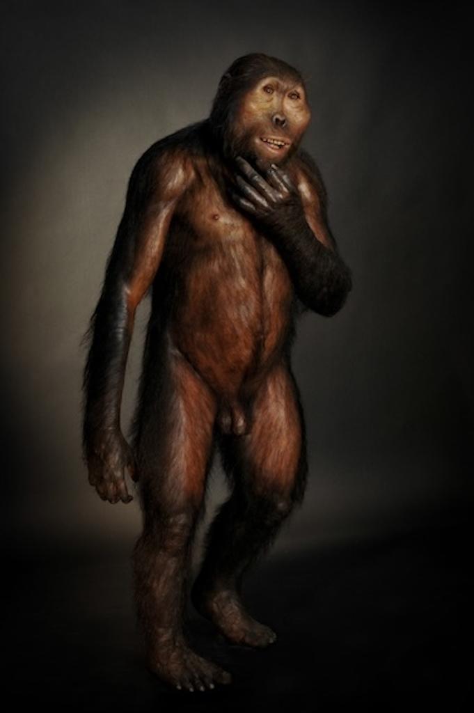 Reconstitution d’un Paranthropus boisei mâle. D’apres le moulage du crâne OH 5 découvert à Olduvai en Tanzanie. 