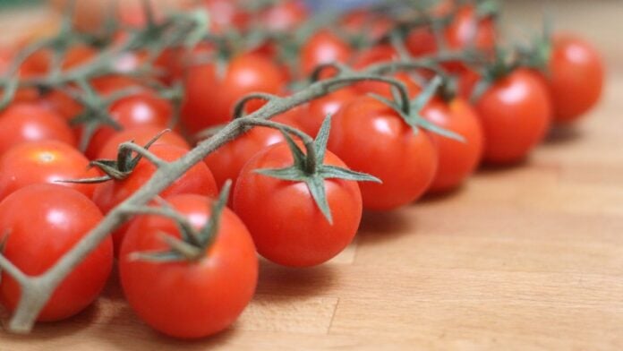 Tomates cerises marocaines