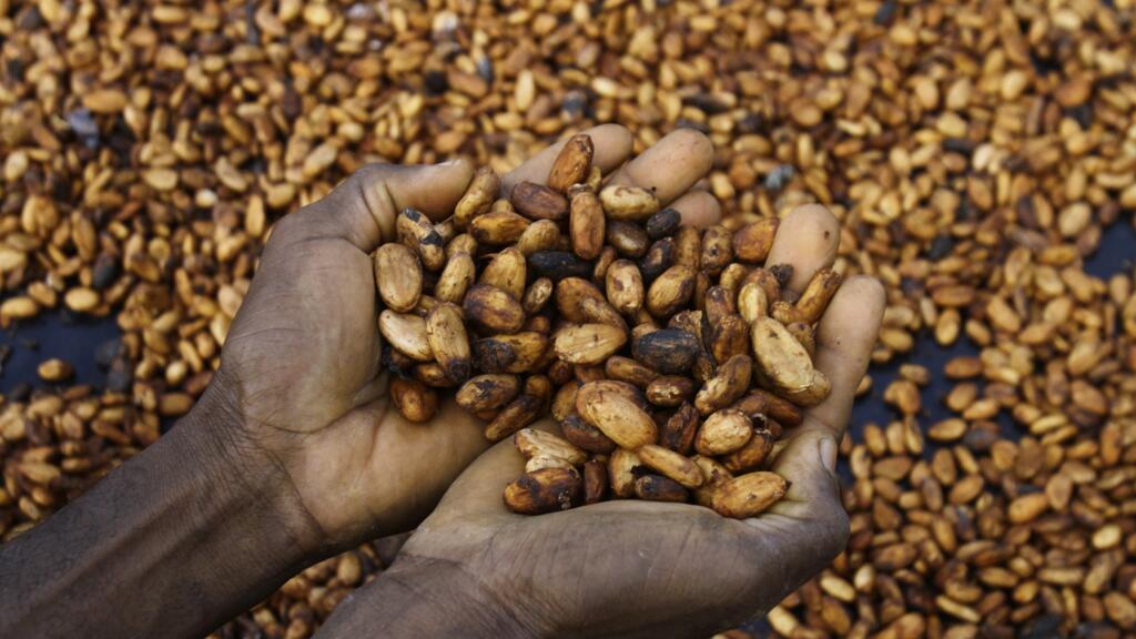 Sylvain N'Goran, cultivateur de cacao depuis 17 ans, tient des fèves de cacao dans ses mains dans le village de Bocanda, au nord d'Abidjan, en Côte d'Ivoire, le 24 octobre 2022. (Photo d'illustration)