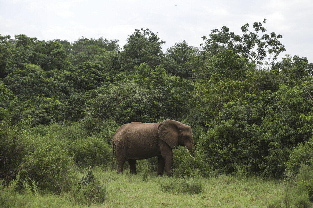 Un éléphant d'Afrique broute dans le parc national du lac Manyara, aux abords d'Arusha, au nord de la Tanzanie.