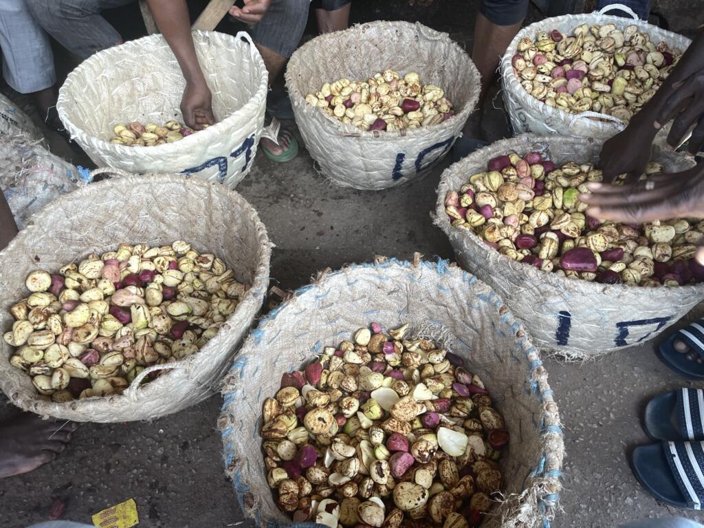 Des marchands de cola triant les fèves dans de grands paniers, à Anyama.