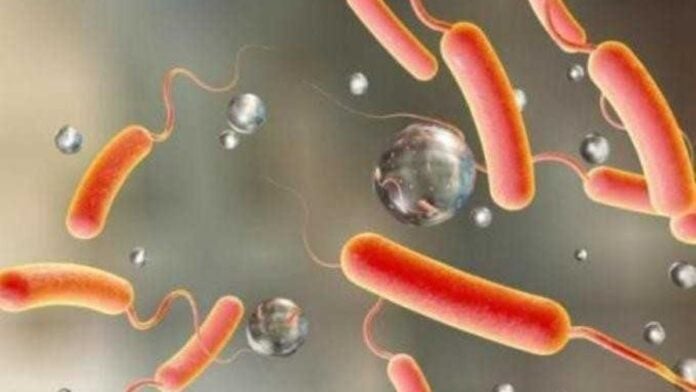 Choléra-OK-1 Bactérie du choléra