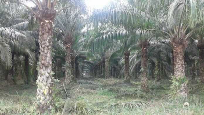 Plantation de palmier à huile Plantation de palmier à huile