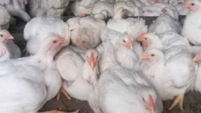 Élevage de poulets de chair Élevage de poulets de chair