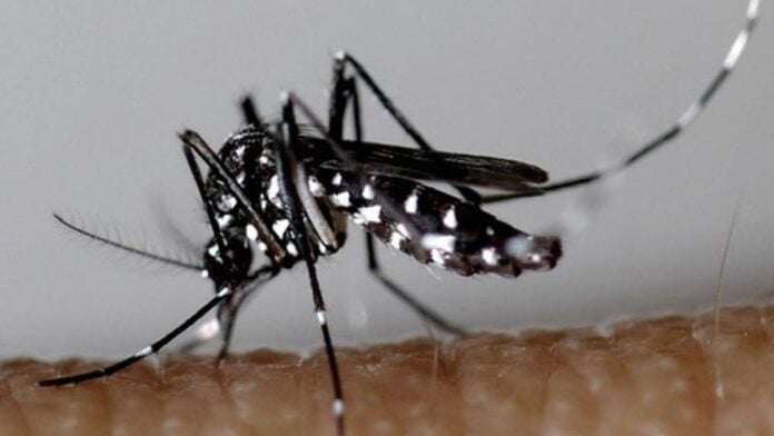moustique Un moustique vecteur de dengue