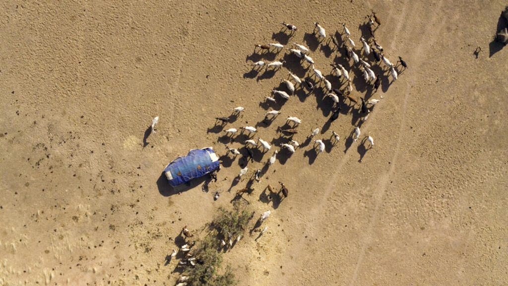Troupeau au Tchad où les conflits entre éleveurs et agriculteurs sont récurrents (image d'illustration).