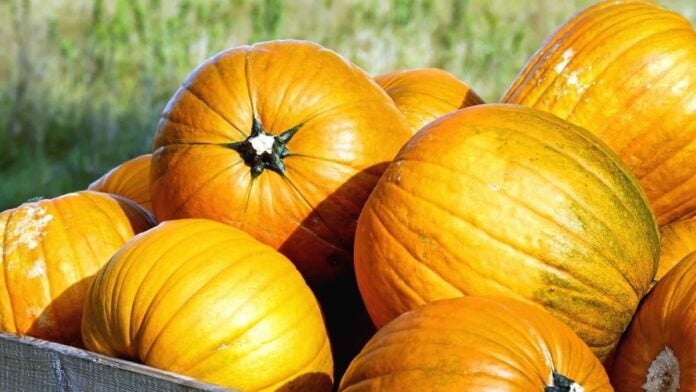 courges du Maroc courges du Maroc