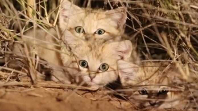 Trois chatons Sand Kitten Trois chatons Sand Kitten