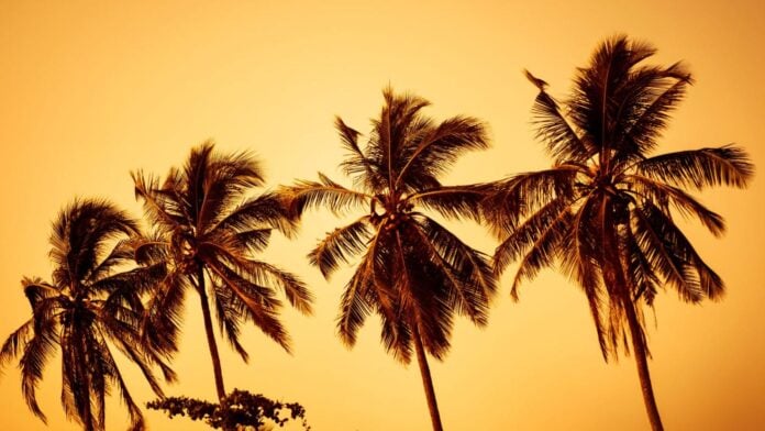 Plein soleil Plein soleil