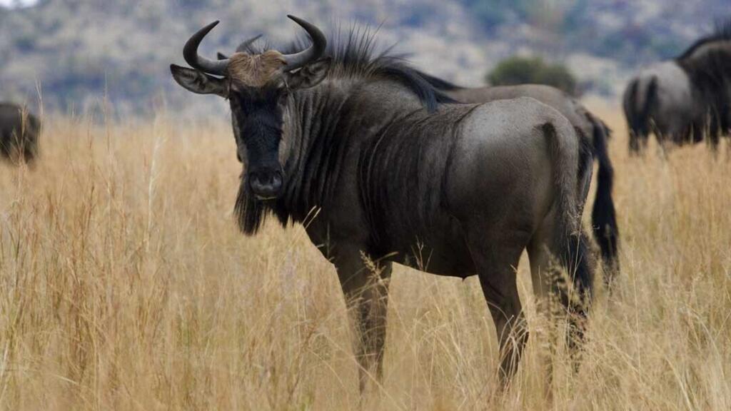 Conflits, sécheresse, pollution: les multiples menaces des espèces migratrices