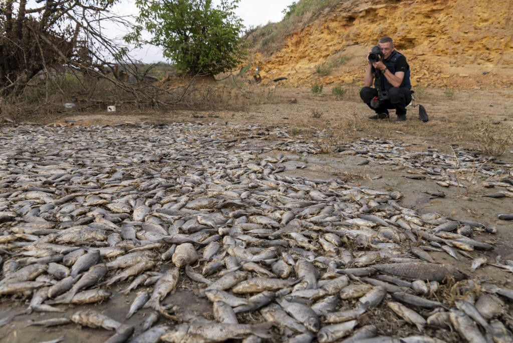 La rupture du barrage de Kakhovka, près de Kherson (Ukraine), le 18 juin 2023, a eu de nombreuses conséquences sur une gigantesque superficie. Ici, une population de poissons retrouvés morts.